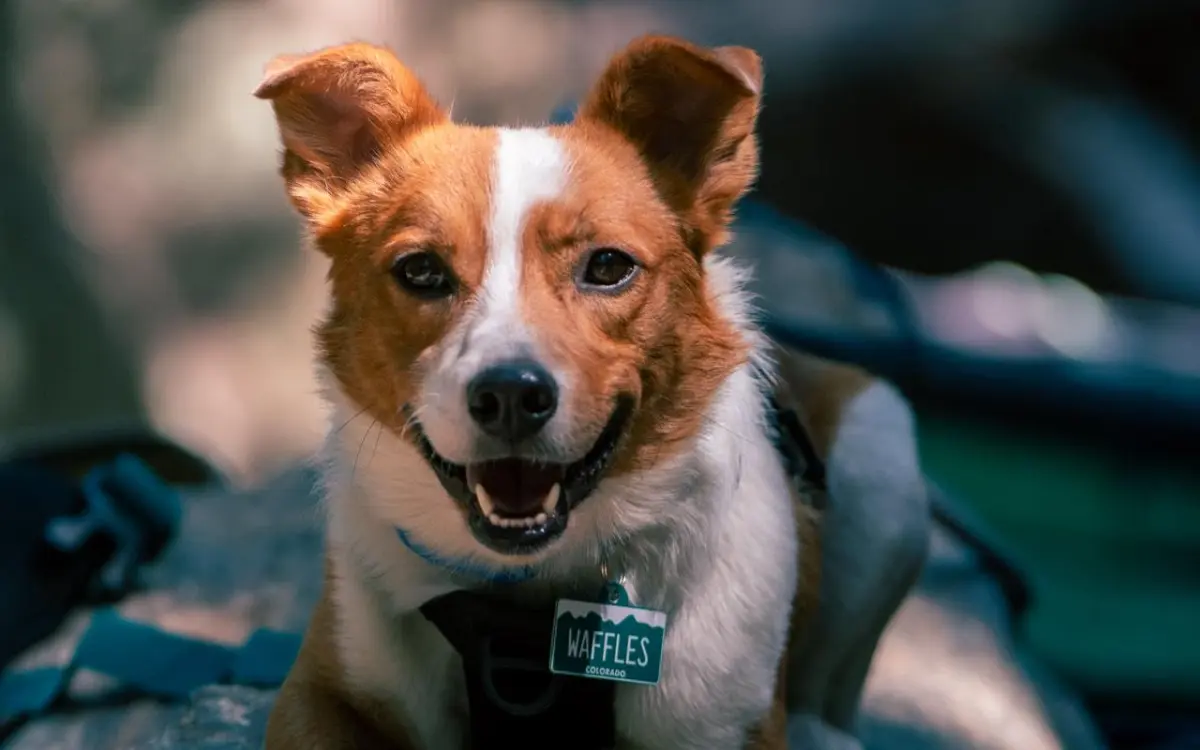 Waples terdaftar sebagai jagung jaringan.